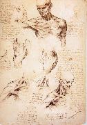 LEONARDO da Vinci The muscles of Thorax and shoulders in a lebnden person oil painting artist